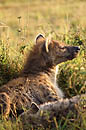  Spotted Hyena Masai Mara 
